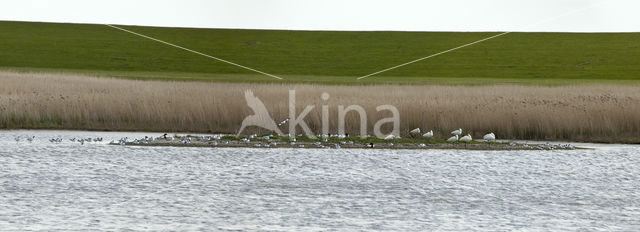 Pied Avocet (Recurvirostra avosetta)