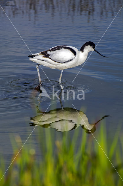 Kluut (Recurvirostra avosetta)