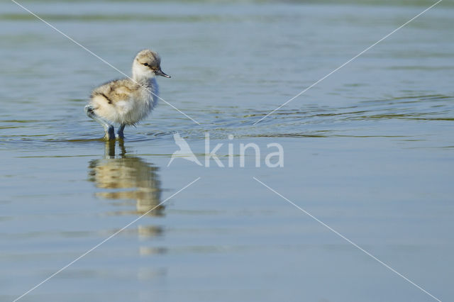 Pied Avocet (Recurvirostra avosetta)