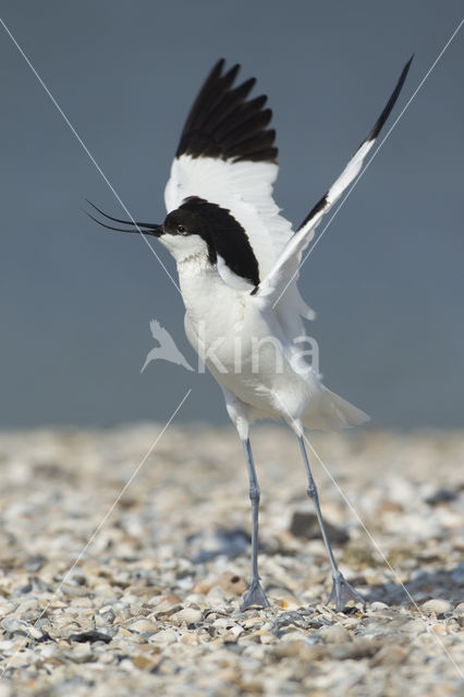 Pied Avocet (Recurvirostra avosetta)