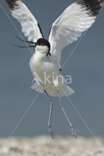 Pied Avocet (Recurvirostra avosetta)