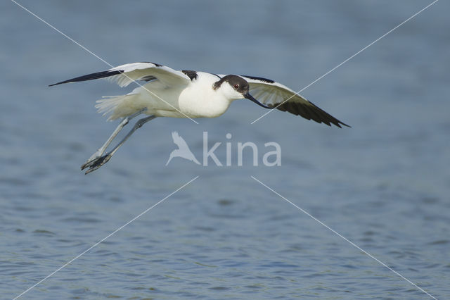 Pied Avocet (Recurvirostra avosetta)