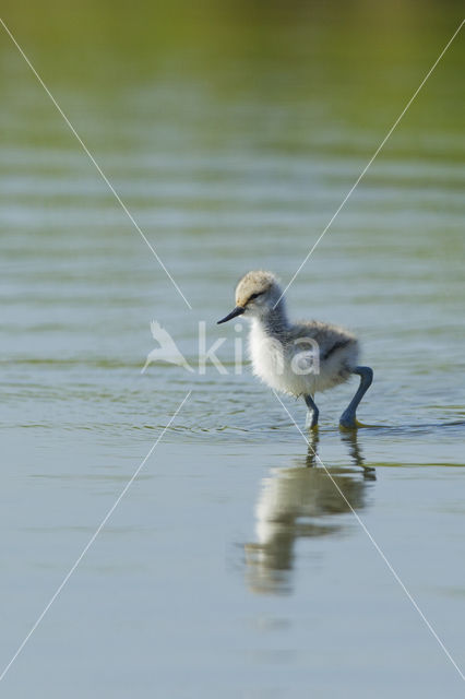 Pied Avocet (Recurvirostra avosetta)