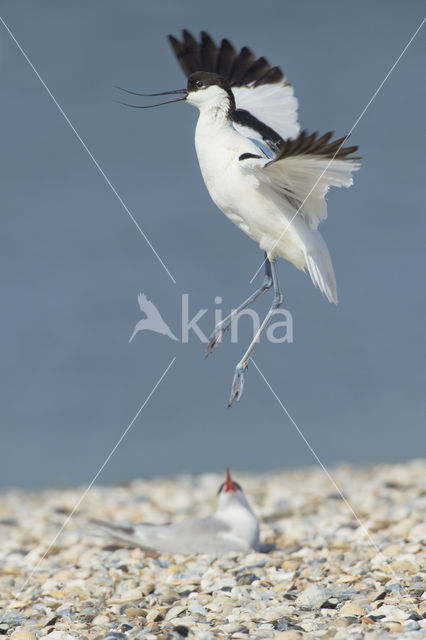 Pied Avocet (Recurvirostra avosetta)