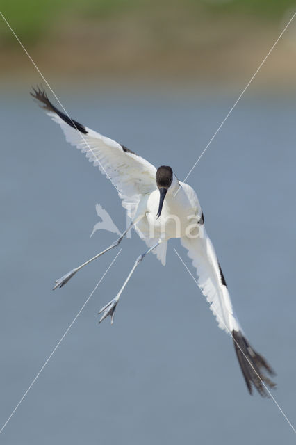 Pied Avocet (Recurvirostra avosetta)