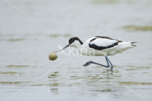 Pied Avocet (Recurvirostra avosetta)