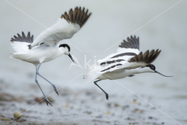 Pied Avocet (Recurvirostra avosetta)