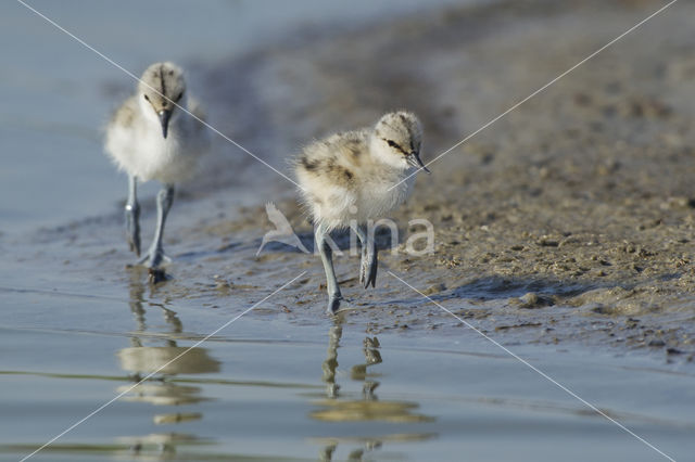 Pied Avocet (Recurvirostra avosetta)