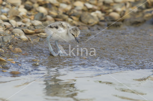 Pied Avocet (Recurvirostra avosetta)