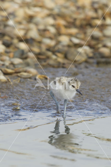 Pied Avocet (Recurvirostra avosetta)