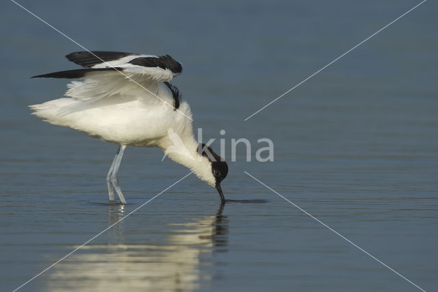 Pied Avocet (Recurvirostra avosetta)