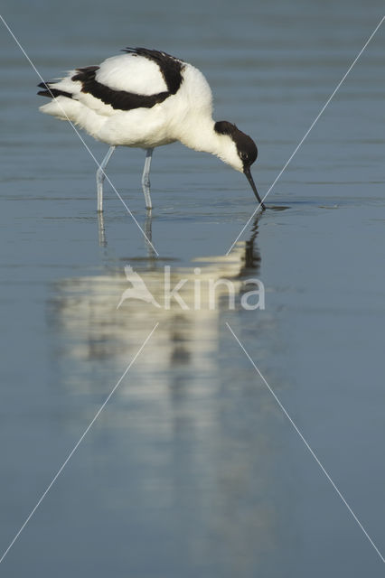 Pied Avocet (Recurvirostra avosetta)