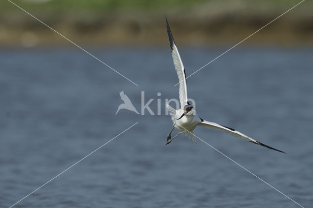 Pied Avocet (Recurvirostra avosetta)