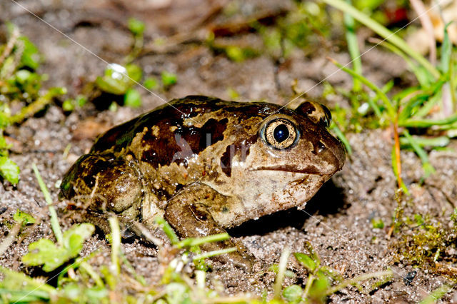 Common Spadefoot Toad (Pelobates fuscus)