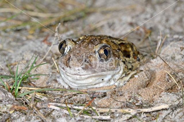 Common Spadefoot Toad (Pelobates fuscus)