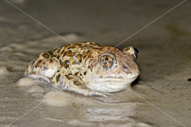 Common Spadefoot Toad (Pelobates fuscus)