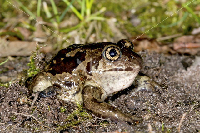 Common Spadefoot Toad (Pelobates fuscus)