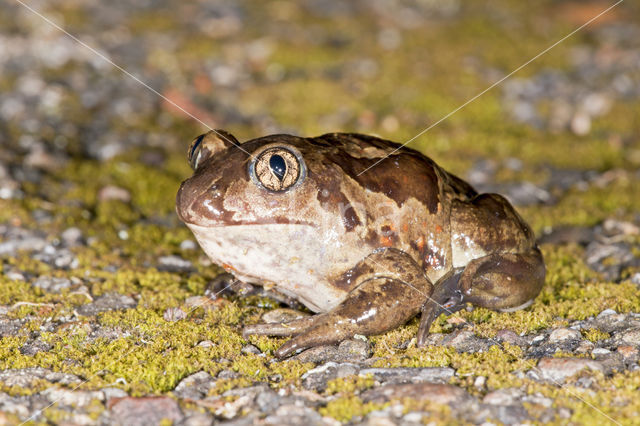 Common Spadefoot Toad (Pelobates fuscus)