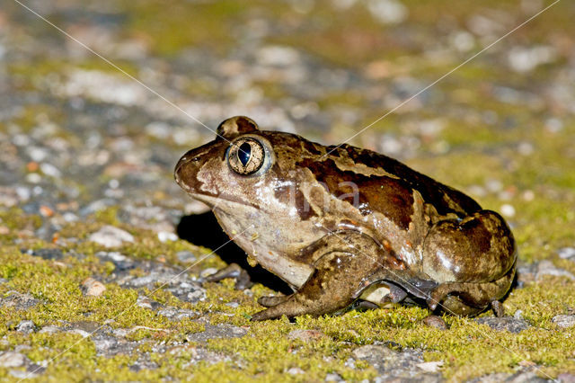 Common Spadefoot Toad (Pelobates fuscus)