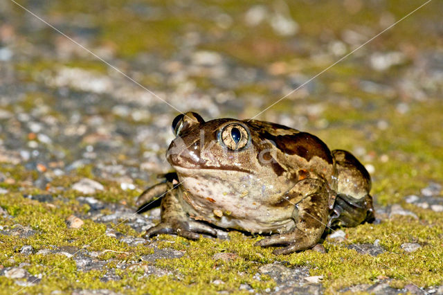 Common Spadefoot Toad (Pelobates fuscus)