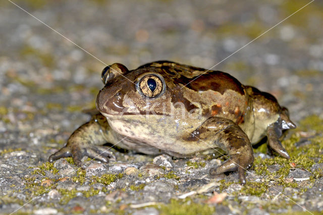 Common Spadefoot Toad (Pelobates fuscus)