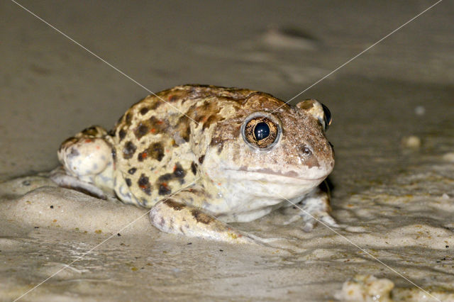 Common Spadefoot Toad (Pelobates fuscus)