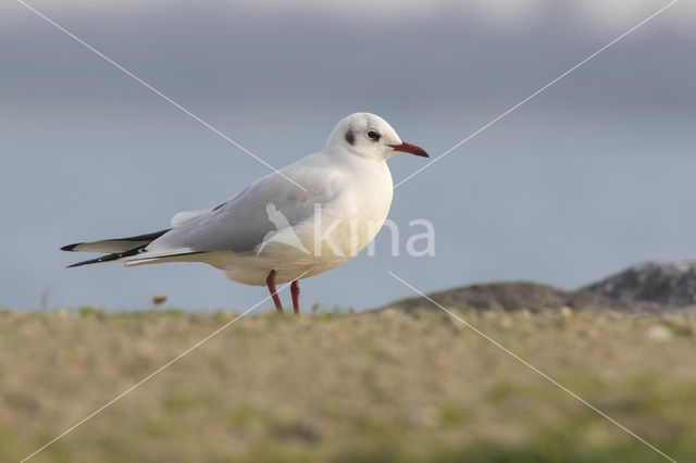 Black-headed Gull (Larus ridibundus)