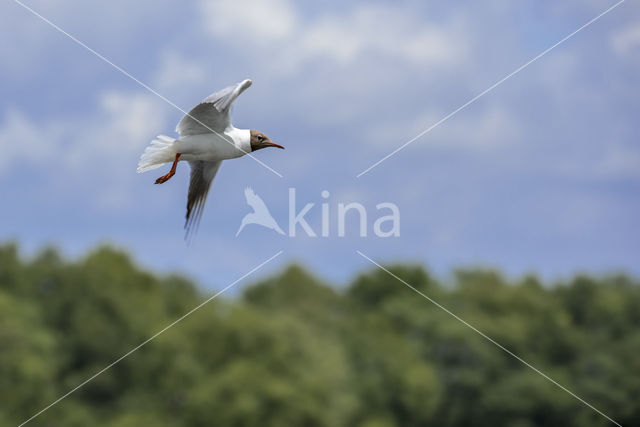 Black-headed Gull (Larus ridibundus)