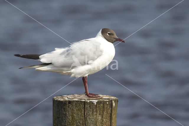 Black-headed Gull (Larus ridibundus)