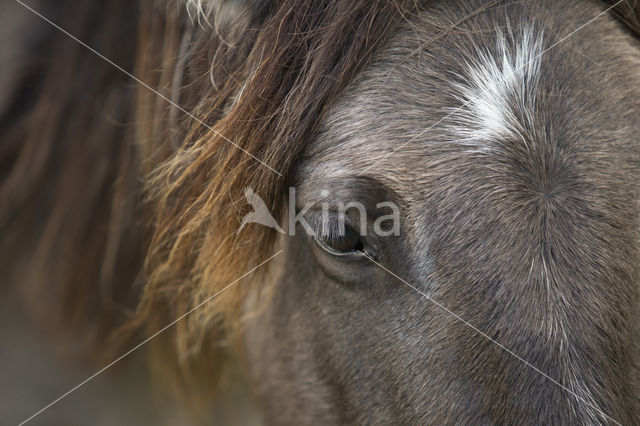 Konik horse (Equus spp)