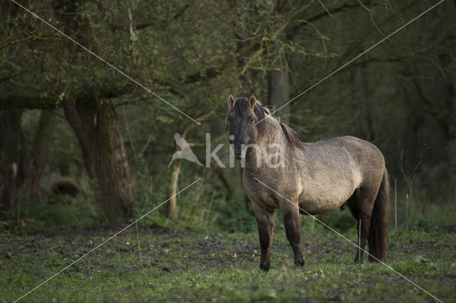 Konik horse (Equus spp)