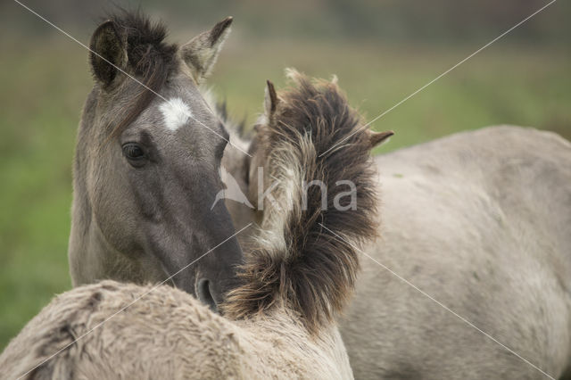 Konik horse (Equus spp)