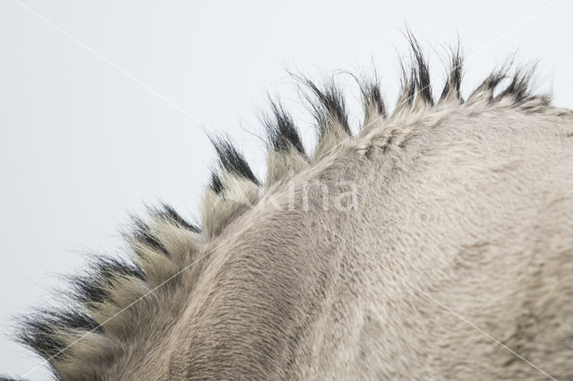 Konik horse (Equus spp)