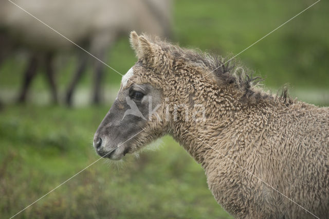 Konik horse (Equus spp)