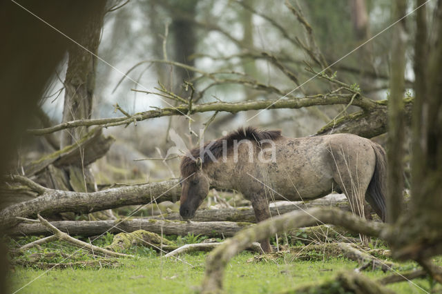 Konik horse (Equus spp)