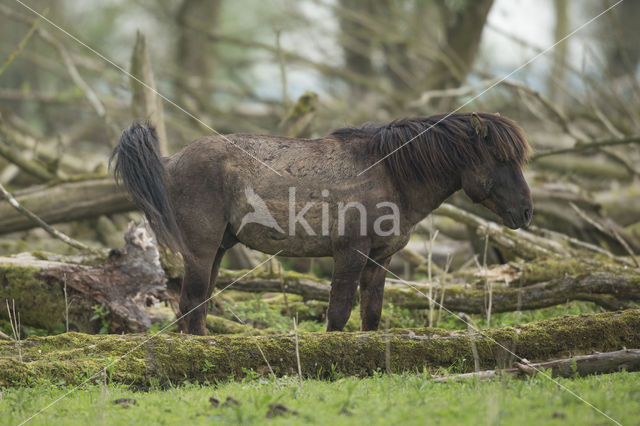 Konik horse (Equus spp)