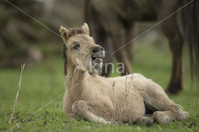 Konik horse (Equus spp)