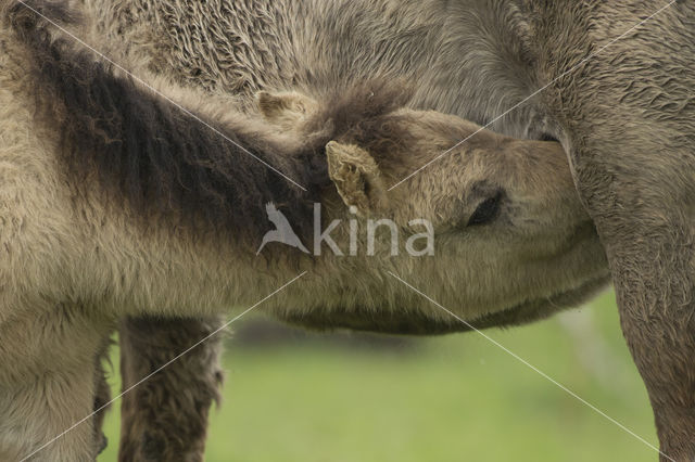 Konik horse (Equus spp)