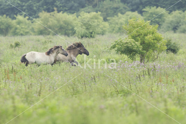 Konik horse (Equus spp)