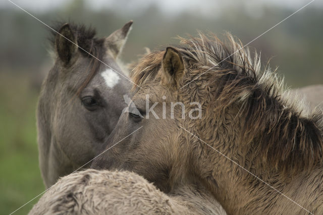 Konik horse (Equus spp)