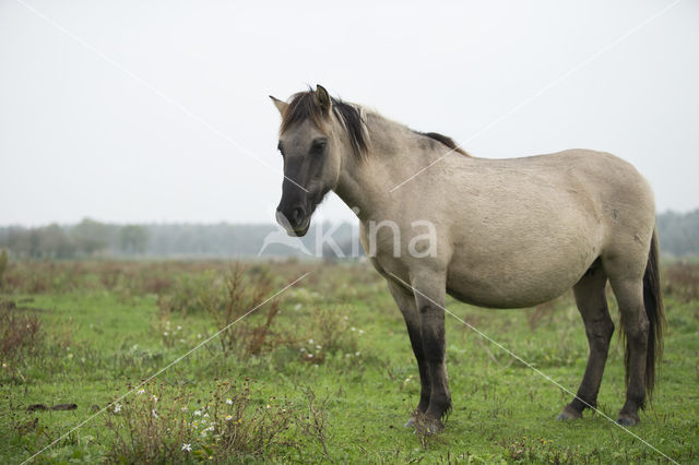 Konik horse (Equus spp)