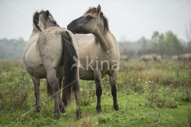 Konik horse (Equus spp)