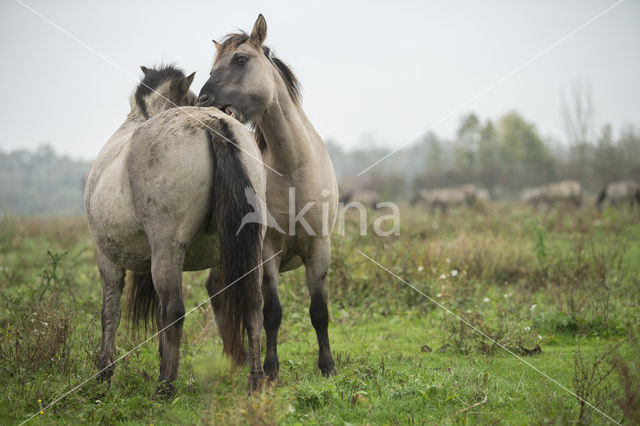 Konik horse (Equus spp)