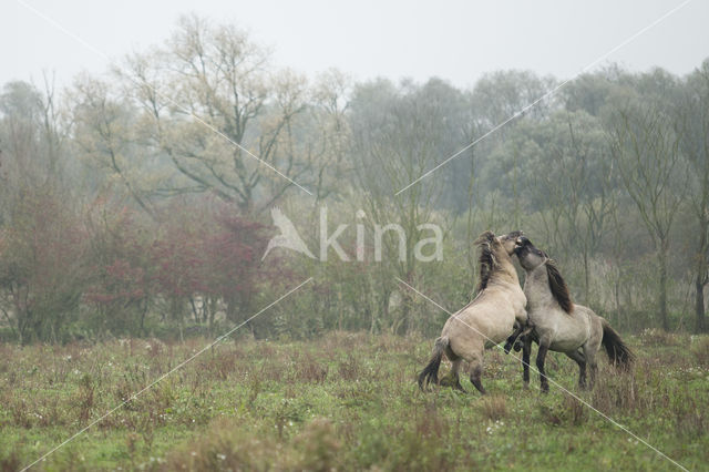 Konik horse (Equus spp)