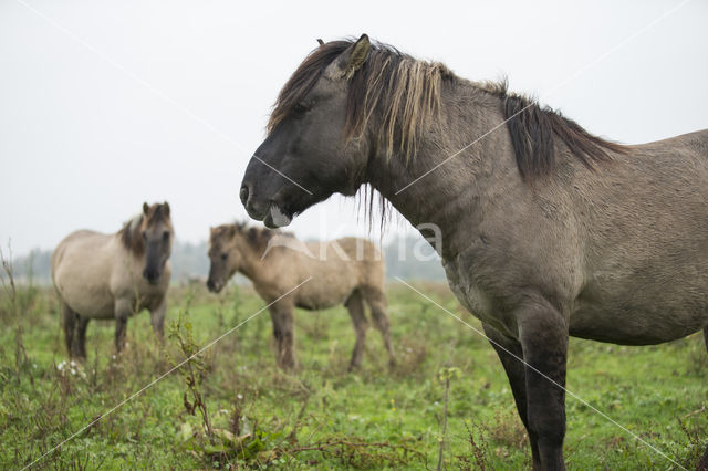 Konik horse (Equus spp)