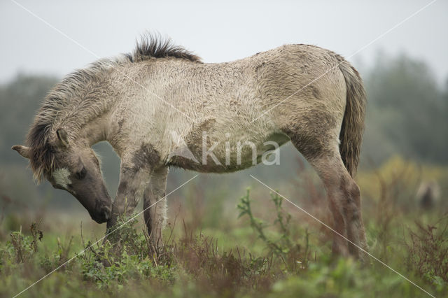 Konik horse (Equus spp)