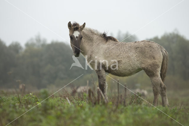 Konik horse (Equus spp)