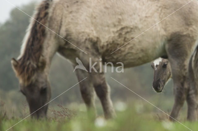 Konik horse (Equus spp)