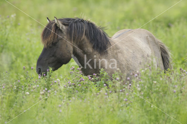 Konik horse (Equus spp)