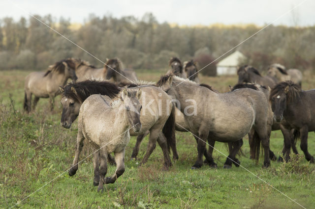 Konik horse (Equus spp)